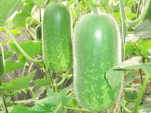 51热门大瓜今日大瓜最新 911爆料